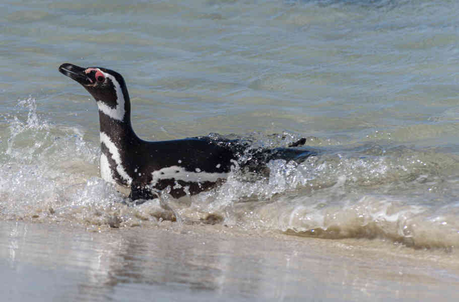 Pingüino de Magallanes - islas Falkland o Malvinas 02.jpg